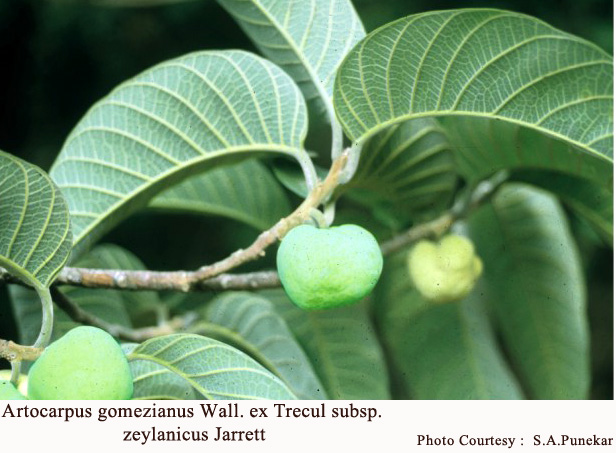 Artocarpus gomezianus Wall. ex Trecul subsp. zeylanicus Jarrett